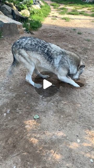 International Wolf Center on Instagram: "In this week's ethogram video, our Assistant Wolf Curator, Abby, explains caching, a food/predatory behavior. Wolves and other canines, such as coyotes, foxes, and dogs, engage in caching food. Additionally, other wildlife species, like wildcats, rodents, and birds, also exhibit this behavior.
#wolffacts #wolvesofinstagram #wolf #internationalwolfcenter #ethogram" Pet Wolf, Rodents, Wolves, Wild Cats, A Food, Birds, Pet, Dogs, Instagram