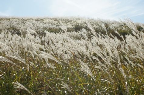 Japanese silver grass Grass Aesthetic, Photo Studies, Wuthering Waves, Travel Japan, Grass Field, Japan Travel, Landscaping, Japan, Flowers