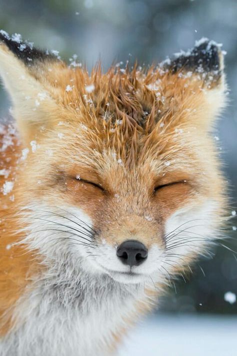 🌹Pinterest: jaeelizabethh Volpe Artica, Regnul Animal, Fox Pictures, Cute Fox, Red Fox, Sweet Animals, Animal Planet, Animal Photo, Nature Animals