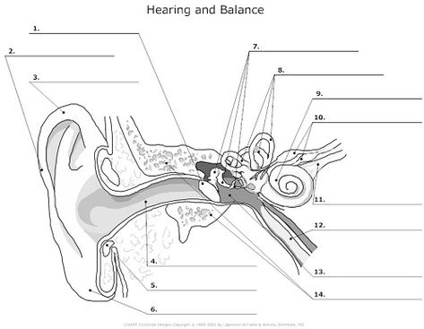 Blank Ear Diagram Human Ear Diagram, Human Eye Diagram, Ear Diagram, Ear Anatomy, Anatomy Coloring Book, Human Body Organs, Human Ear, Human Body Anatomy, Biology Lessons