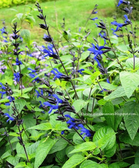 Black and Blue Salvia Black And Blue Salvia, Salvia Plant, Hershey Gardens, Blue Corn Flower, Vegetable Garden Planters, Blue Salvia, Perennial Gardens, Front Yard Plants, Florida Garden