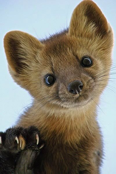 Pine Martens fur ranges from brownish to almost black in color. Their throat bib ranges from pale yellow to bright orange - with  vertical black stripes above eyes. This pic is a Baby Pine Marten Animal Studies, Regnul Animal, Beautiful Wildlife, Nosara, Cute Creatures, Sweet Animals, Animal Planet, Animal Photo, Adorable Animals