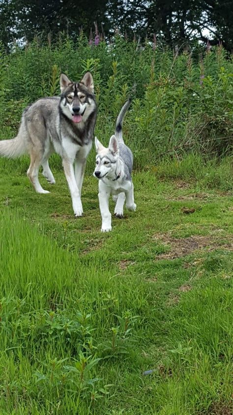 Northern Inuit Dog, Husky, Dog Breeds, Dogs, Animals