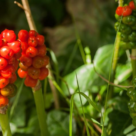 Arum Maculatum, British Wild Flowers, Flora Flowers, Website Backgrounds, Woodland Garden, Adam And Eve, Print Advertising, Red Berries, Rabbits