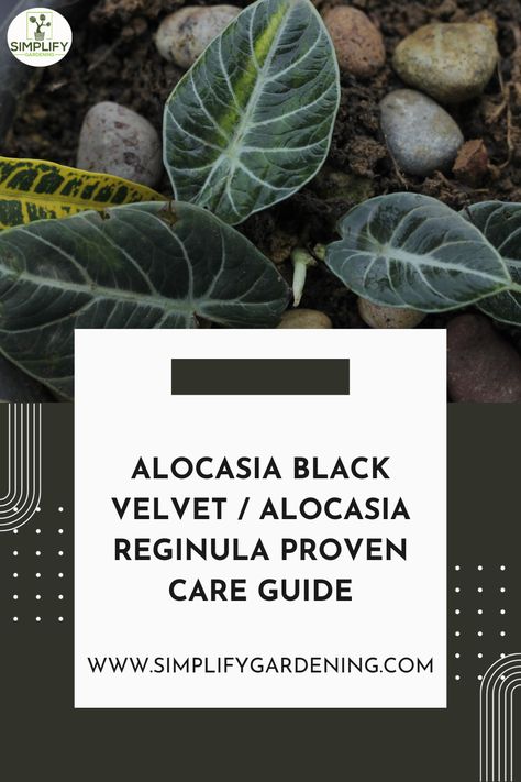 Alocasia Reversa, Alocasia Black Velvet Plant Care, Alocasia Platinum, Alocasia Reginula Black Velvet, Variegated Alocasia Frydek, Starting A Vegetable Garden, Vegetable Garden Diy, Organic Vegetable Garden, Nutrient Dense Food