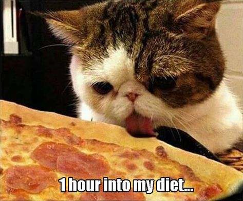 Funny Animal Pictures Of The Day - 23 Pics Dieting Humor, Funny Diet Memes, Clean Funny Memes, Diet Funny, Harry Shum Jr, Diet Humor, Fast Foods, Week Diet, Makanan Diet