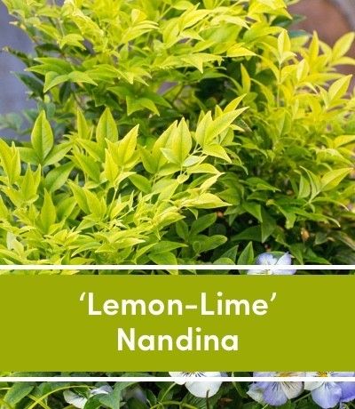 10 Plants That Instantly Add a Pop of Color to Your Garden Nandina Plant, Lemon Lime Nandina, Houston Garden, Winter Shrubs, Front Landscaping, Evergreen Plants, Garden Yard Ideas, Garden Landscape Design, Tropical Landscaping