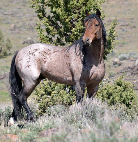 the stallion called "Fuego" Wild Horses Mustangs, Horse Braiding, Wild Horses Photography, Beautiful Horses Photography, Mustang Horse, Wild Mustangs, Most Beautiful Horses, Horse World, Horse Drawings