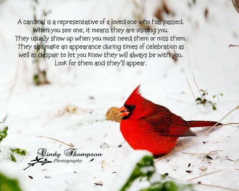 Cardinal Meaning, Bird Quotes, Bird Watchers, Quotes By Authors, Cardinal Birds, Red Bird, Red Cardinal, After Life, Red Birds