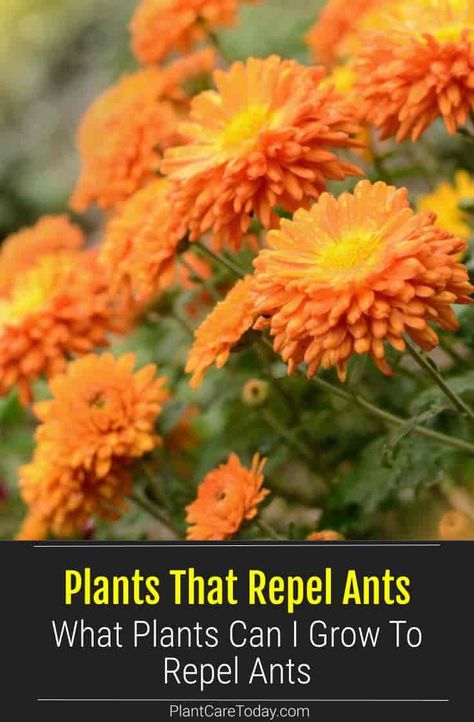 Ant Repellent Plants, Keep Ants Out Of Garden, Get Rid Of Fire Ants In Yard, How To Keep Ants Out Of Garden, Get Rid Of Ants In Garden, Ant Repellent Diy Outdoor, Ant Repellent Diy Indoor, Plants That Repel Ants, Ants In Garden