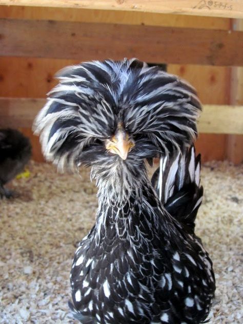 Best Chicken, Chicken Breeds, Pet Chickens, A Chicken, Chicken Coop, Coop, Pen, Chicken, Pet