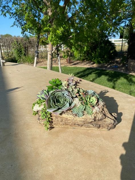 Tabletop decor. Faux Petrified Wood Planter. Faux Succulent Arrangement. Succulent Decor. Faux Succulent Arrangements, Driftwood Planters, Succulent Decor, Succulent Garden Design, Succulent Landscaping, Succulent Centerpieces, Succulent Garden Diy, Wood Planter, Succulents Decor