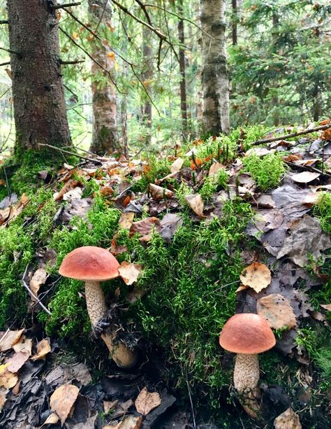 Mushroom Gathering, Fungi Kingdom, Draw Nature, Witches Kitchen, Birth Pictures, Log Book, Nature Drawing, Beautiful Autumn, Kitchen Witch