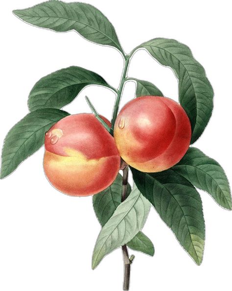 Antique Bird Illustration, Botanical Kitchen, Peach Illustration, Vintage Bird Illustration, Fruit Wall Art, Peach Art, Peach Fruit, Engraving Illustration, Bird Wall Art