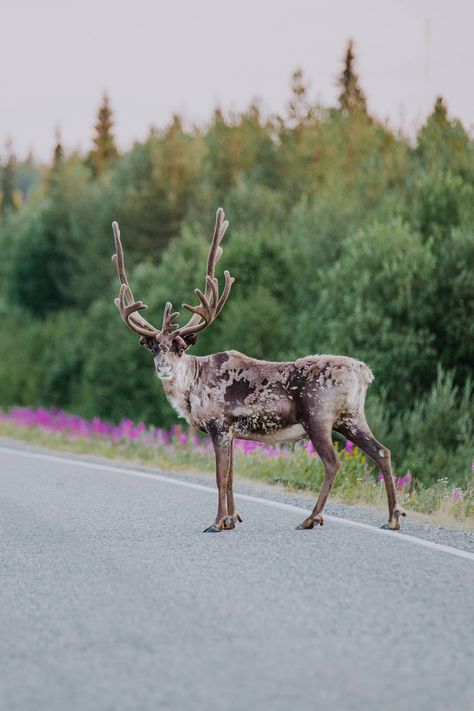 Pictures of reindeer throughout different seasons of the year. Finland Reindeer, Wooden Sleigh, Eco Friendly Holiday, Reindeer And Sleigh, Snowy Forest, Meet And Greet, Loud Noises, Sleigh Ride, Travel Adventure