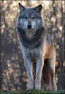 Wolf Front View, Kids Den, Lone Wolf Quotes, Wolf Poses, Spirit Wolf, Wolf World, Wolf Quotes, Wolf Photos, Animals Photos