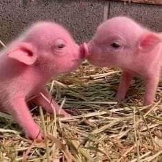 Teacup Pig, Micro Pigs, Teacup Pigs, Cute Piglets, Baby Farm Animals, Fluffy Cows, Funny Pigs, Mini Pigs