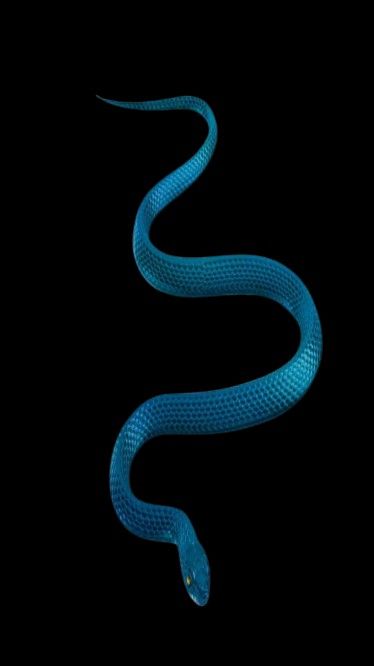 Ada Khan, Ombre Wallpaper Iphone, Ombre Wallpaper, Ombre Wallpapers, Blue Snake, Modern Art Paintings, Snakes, Wallpaper Iphone, Background Images