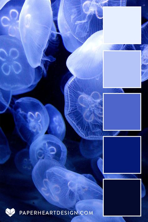 Blue Color Palette Colour Schemes, Jellyfish Colour Palette, Jellyfish Palette, Under The Sea Palette, Jellyfish Color Palette, Under The Sea Color Palette, Koi Fish Color Palette, Underwater Colour Palette, Blue Color Palette