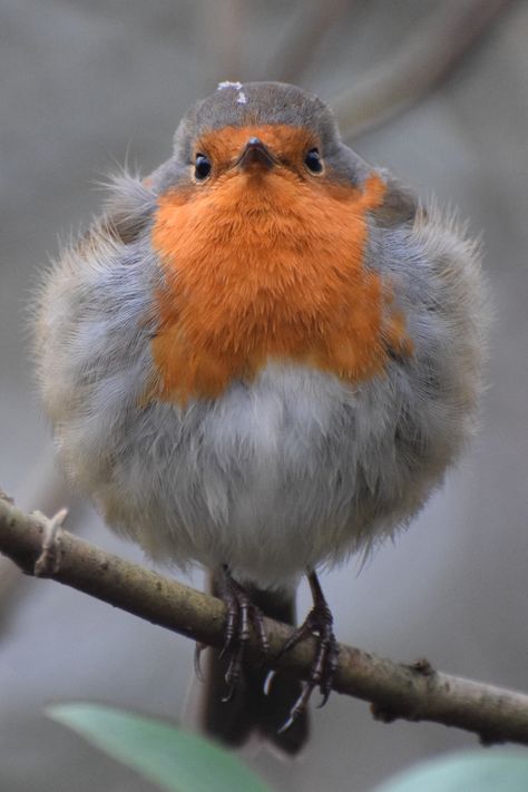 European Robin, Robin Redbreast, Bird Calls, Crazy Bird, Robin Bird, Baby Bird, Pisco, Pretty Birds, Bird Photo