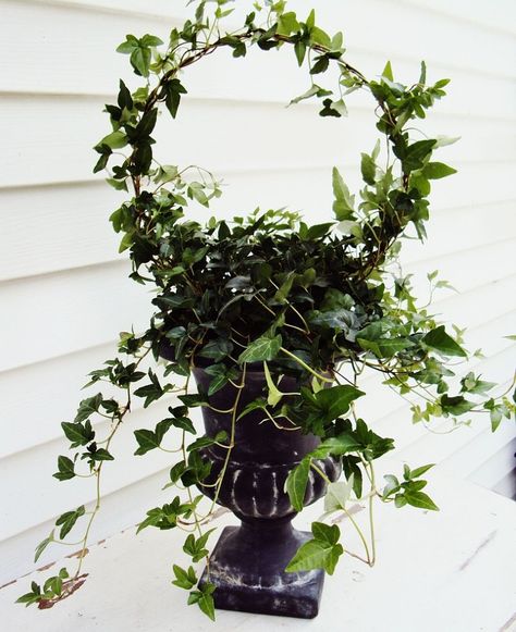 How to create a topiary from a wire hanger. This project is simple and easy. Porch Topiary, Ivy Topiary, Thistlewood Farms, Dried Hydrangeas, Sunrooms, Topiaries, Wire Hanger, Floral Wall Decor, Wire Hangers