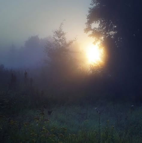 Evening Light Aesthetic, Enviorment Aesthetic, Sun Beaming Through Fog, Random Beautiful Pictures, Dull Colors Aesthetic, Transcendentalism Aesthetic, Beginning Of Spring Aesthetic, The Sundays Aesthetic, Twilight Cleric Aesthetic