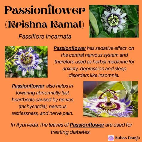 Passionflower is not only a treat for the eyes, but it also has a wide range of potent #healing benefits 🌿 Want to wake up feeling refreshed? I suggest passionflower tea! 🍵 Whenever you feel like having a snack before bedtime, go for a cup of calming and soothing passionflower herbal tea instead. It promotes relaxation and restorative sleep 💚 Passionflower Benefits Herbs, Passionflower Benefits, Passion Flower Benefits, Passion Flower Tea, Fast Heartbeat, Restorative Sleep, Nerve Pain, Passion Flower, Insomnia