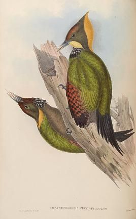 v.6 (1850-1883) - Birds of Asia / by John Gould. - Biodiversity Heritage Library Salim Ali, Indian Birds, John Gould, Bird Book, Bird Watcher, Nature Birds, Scientific Illustration, Prehistoric Animals, Bhutan