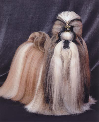 Another view of this beauty. Perro Shih Tzu, Chien Shih Tzu, Shitzu Dogs, Shih Tzu Grooming, Puppy Mom, Long Haired Dogs, Dog Haircuts, Grooming Style, Tea Cup Dogs