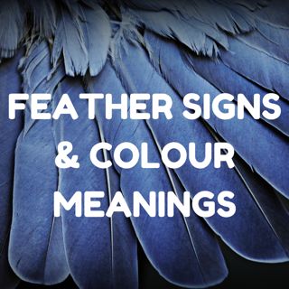 Beautiful article on #FindingFeathers - the #spiritual meaning of #feathers as #FeatherSigns & #FeatherColour meanings. #feathers #feathersynchronicities #feathercolours #feathercolourmeanings #spiritualmeaningoffeathers #spiritualfeathers #featherfinds #angelfeathers #angelsigns Black Feather Meaning, White Feather Meaning, Meaning Of Feathers, Feather Color Meaning, Colour Meanings, Finding Feathers, Feather Signs, Feather Tattoo Meaning, Feather Meaning