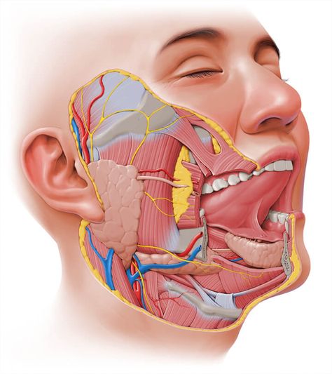 Exocrine Gland, Sternocleidomastoid Muscle, Parotid Gland, Paul Kim, Head Anatomy, Soft Palate, Salivary Gland, Facial Nerve, Basic Anatomy And Physiology