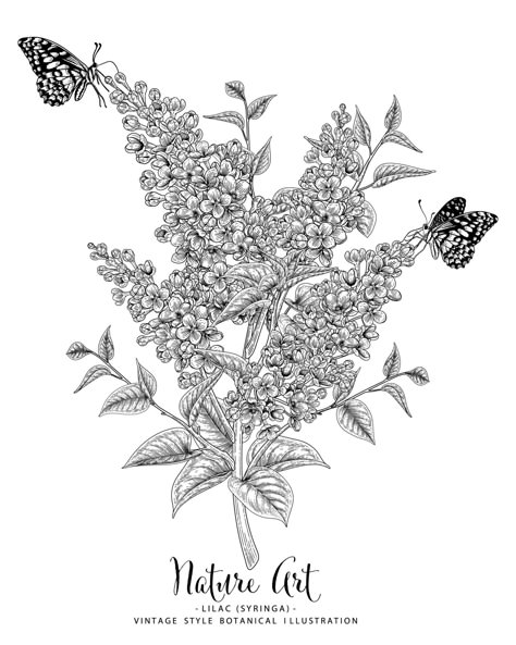 Lilac or syringa flower drawings. Syringa Flower, Lilac Drawing, Lilac Tattoo, Flower Drawings, Sports Flyer, Colouring Pages, Beauty Accessories, Botanical Illustration, Flower Drawing