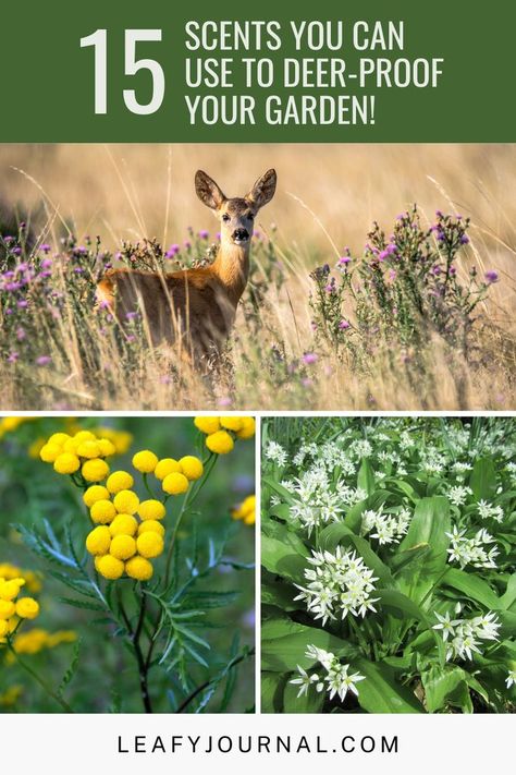 Protect your garden from deer with these 15 delightful scents! Discover nature's repellents that keep deer at bay while adding a fragrant touch to your outdoor oasis. From lavender to rosemary, mint to marigold, these scents will deter deer and bring beauty to your garden. Embrace the power of natural aromas to safeguard your plants and preserve your hard work. Create a deer-proof haven that delights the senses with these aromatic garden solutions! Deer Repellant Plants, Aromatic Garden, Deer Deterent, Deer Proof Plants, Deer Repellant, Deer Proof, Growing Mint, Garden Companion Planting, Deer Resistant Plants