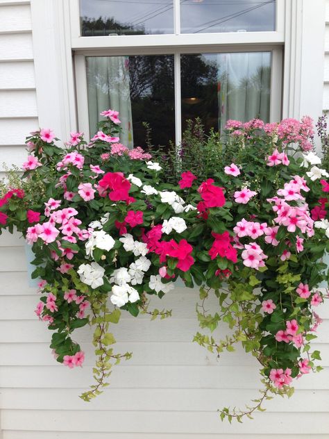 Pink flower box Windowbox Planter Ideas Summer, Petunia Flower Boxes, Flower Box Under Window, Pink Flower Pots, Outdoor Window Flower Boxes, Balcony Flowers Box Planters, Deck Flowers, Balcony Flower Box, Window Box Garden