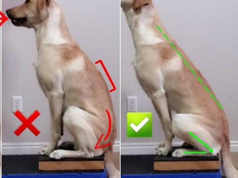 Canine Fitness, Dog Infographic, Dog Behaviorist, Dog Behavior Training, Positive Dog Training, Dog Anatomy, Perfect Posture, Dog Yoga, Improve Your Posture