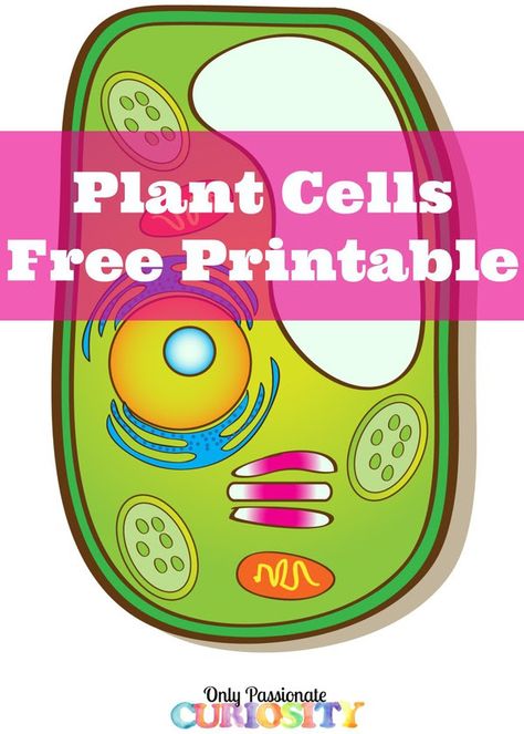 Use these FREE Plant Cell Printables to study plant cells. It includes: Plant cell coloring page Plant cell labeling Plant cell parts and Plant Cell Parts, Plant Cell Project, Plant Cell Diagram, Cell Diagram, Cells Worksheet, Cell Parts, Plant Cells, Plant And Animal Cells, Cells Project