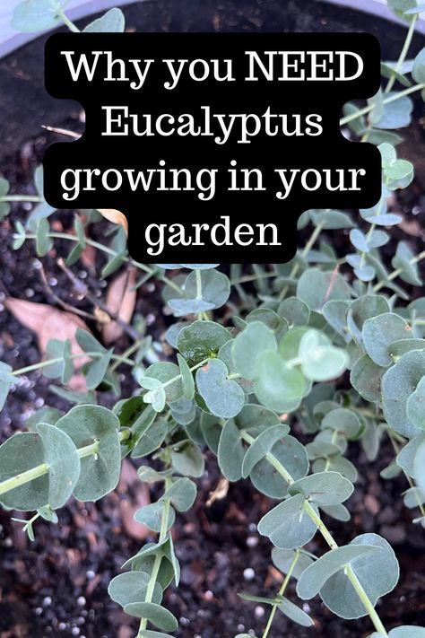 Eucalyptus Landscaping, Planting Eucalyptus Outside, Eucalyptus Plant Benefits, Eucalyptus Potted Plant, Plant Eucalyptus, Eucalyptus Tree In Pot, How To Harvest Eucalyptus, Grow Eucalyptus Indoors, Growing Eucalyptus From Seed