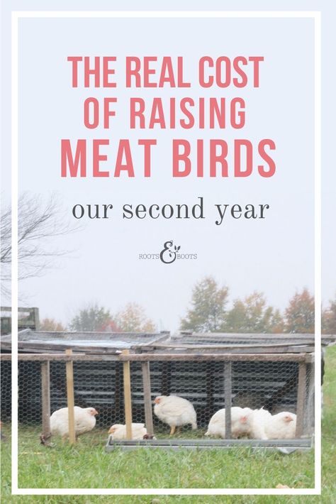 Chicken Tractor Meat Birds, How To Raise Meat Chickens, Raising Quail For Meat, Raising Meat Chickens For Beginners, Chicken Tractor For Meat Birds, Meat Bird Chicken Tractor, Chicken Tractor Plans, Diy Homesteading, Raising Meat Chickens