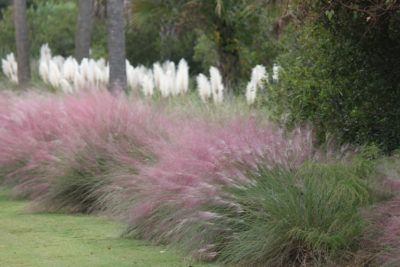 Ornamental Grass That Grows In Shade: Popular Shady Ornamental Grasses Shady ornamental grasses have traditionally been difficult to find, as many of the commercial offerings are geared towards sun locations. Options have increased in recent years, with numerous lovely ornamental grass for shade available. Learn more here. Muhly Grass Pink, Pink Muhly Grass Ideas, Pink Muhly Grass Landscapes, Muhly Grass Landscaping, Planchonella House, Ornamental Grasses For Shade, Best Potted Plants, Ornamental Grass Landscape, Pink Muhly