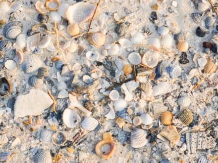 Gulf Shores Alabama Beach, Fort Morgan Alabama, Seashell Identification, Gulf Shores Beach, Types Of Shells, Osage Beach, Alabama Beaches, Orange Beach Alabama, Fort Morgan