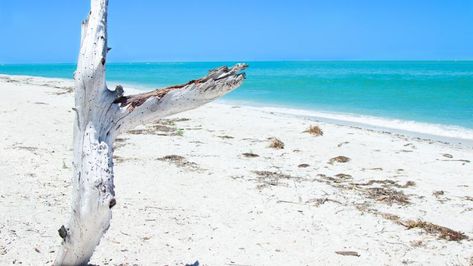 Find a Park | Florida State Parks Cayo Costa State Park, Caladesi Island, Florida Trips, Caladesi Island State Park, Travel Thoughts, Backpacking Trips, Florida State Parks, Pine Island, Secret Beach