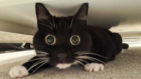 Curious Zelda, Cat Pupils, Dilated Pupils, Black Cat, Zelda, Super Cute, Kitty, On Twitter, Twitter