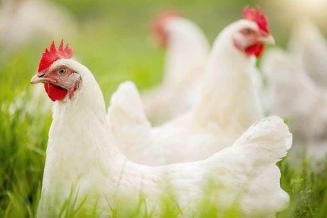 Plymouth Rock Chicken, Morning Chores, Chicken Raising, Chicken Images, Plymouth Rock, Livestock Guardian, Coloured Feathers, Brown Eggs, Barnyard Animals