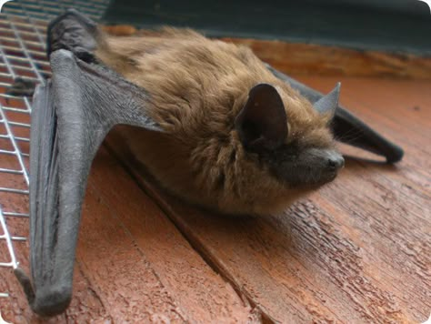 Big Brown Bat, Michigan Wildlife, House Mural, Bat Facts, Wild Birds Unlimited, Bat Species, Bat Flying, Bat Costume, Bat Tattoo