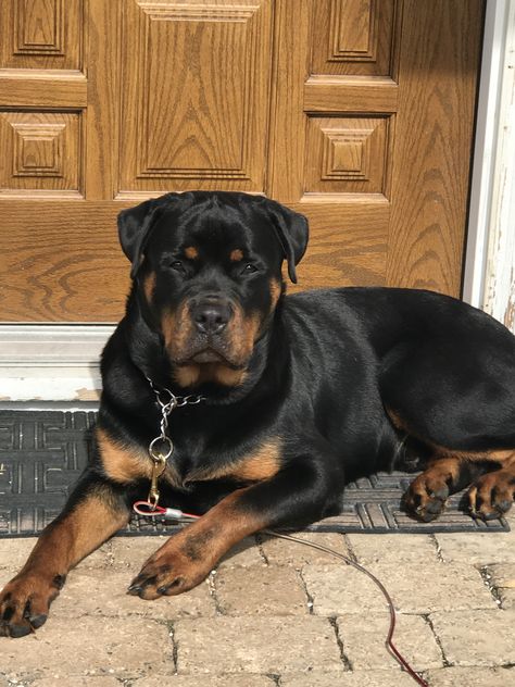 Rottweiler Pictures, Rottweiler Mix, Very Cute Puppies, Scary Dogs, Doberman Dogs, Cute Animals Puppies, Rottweiler Puppies, Rottweiler Dog, Pretty Dogs