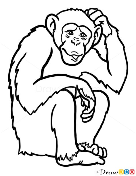 How to Draw Monkey, Wild Animals Wild Animals Outline, Monkey Outline, Face Outline Drawing, Draw Monkey, Animals Outline, Animals Doodle, Animal Outline, Face Outline, Animal Doodles