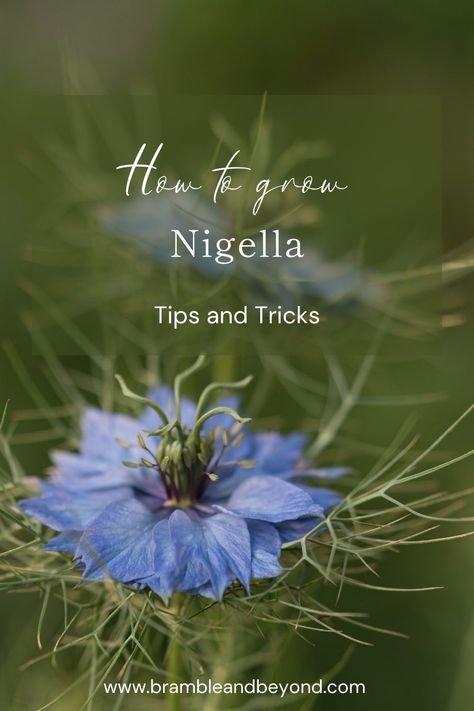 Discover valuable flower gardening tips and tricks for growing beautiful Nigella. Whether you're a beginner or an experienced gardener, our expert advice on seed starting, nurturing, and easy gardening techniques will help you achieve stunning results. Explore our collection of flower gardening tips, from seed to bloom, and unlock the secrets to successful Nigella growth. Let us guide you on your journey towards a vibrant and thriving flower garden filled with Nigella. Nigella Plant, Nigella Flower, Poppy Seed Pods, Gardening Tips And Tricks, Herbal Tea Garden, Scent Garden, Easy Gardening, Nigella Seeds, Buy Seeds