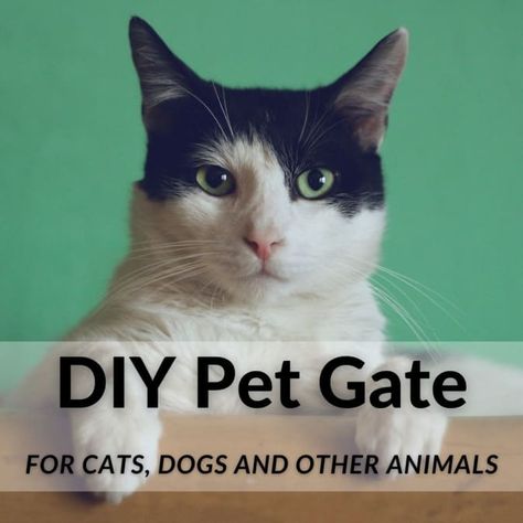 How to Build a Free-Standing Cat, Dog, or Pet Gate Cheaply, Without Tools | PetHelpful Diy Cat Gates Indoor, Cat Door Diy, Basic Carpentry, Diy Dog Gate, Cat Gate, Standing Cat, Dogs Diy Projects, Cat Fence, Animal Ideas