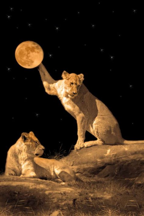 Full Moon in Leo 2020 – and Tarot Readings for Each Zodiac Sign Full Moon In Leo, Super New Moon, August Zodiac, Leo Tarot, King Of Wands, Moon In Leo, Gemini Rising, Virgo Moon, Gemini And Leo