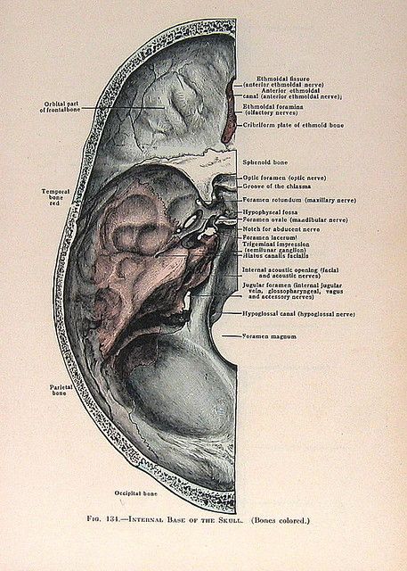 Vintage Medical Book Pages | Nina | Flickr Vintage Medical Art, Anatomy Vintage, Vintage Desktop Wallpapers, Medical Journal, Psychology Notes, Spice Blends Recipes, Medical Books, Biology Notes, Medical Journals